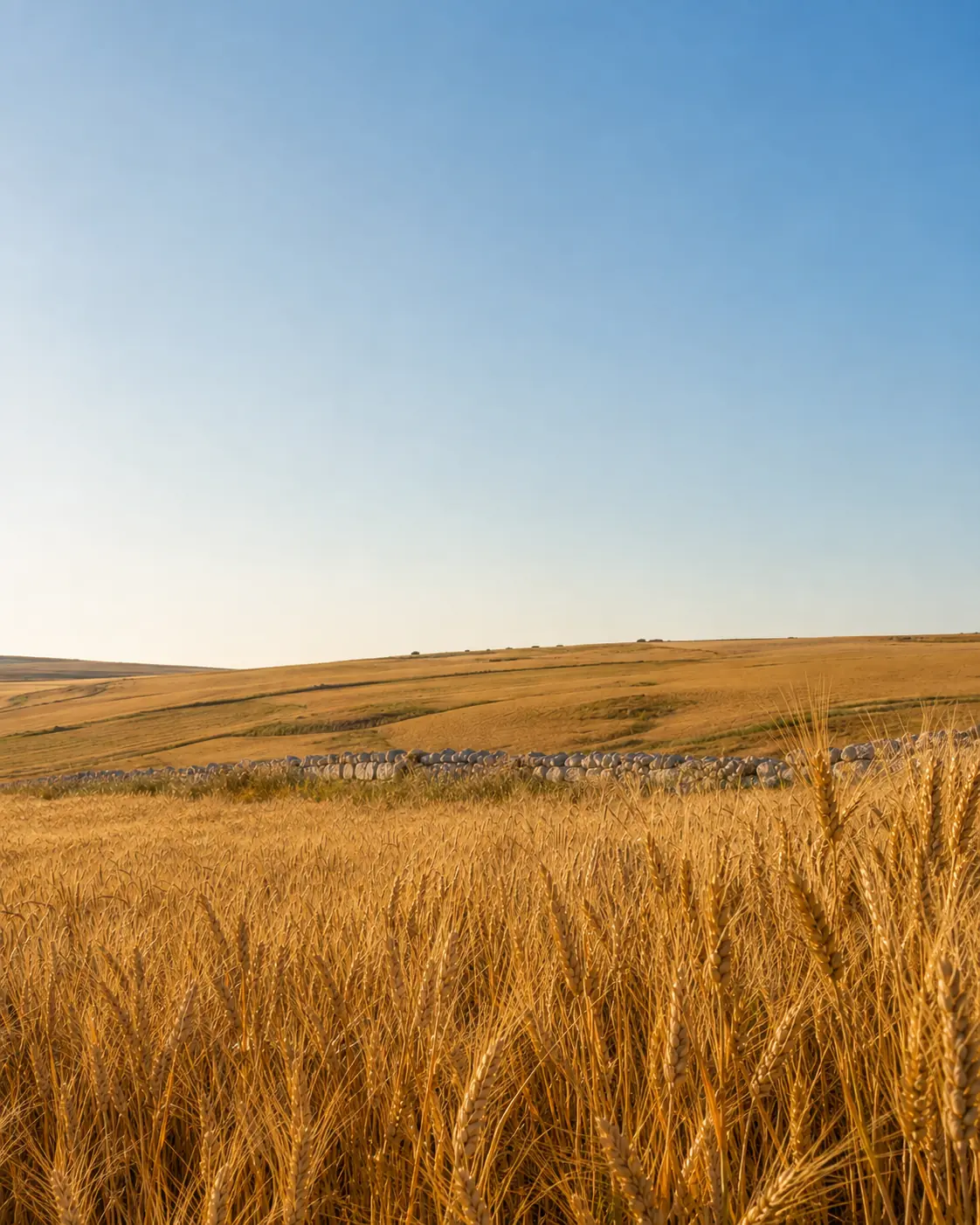 Campo di grano duro sulla Murgia al tramonto