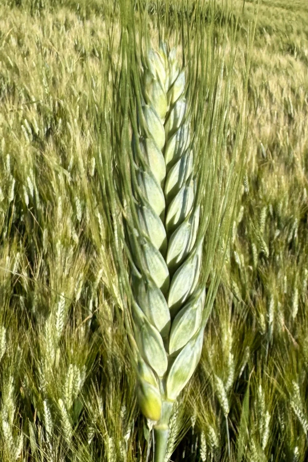 Kanakis