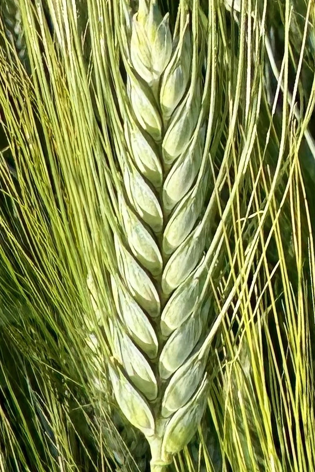 Marakas